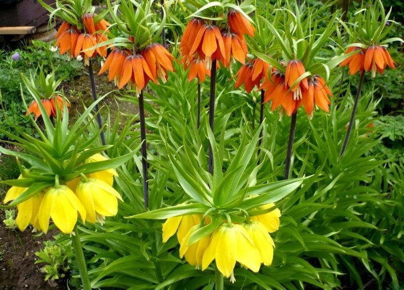 Рябчик на вашем участке