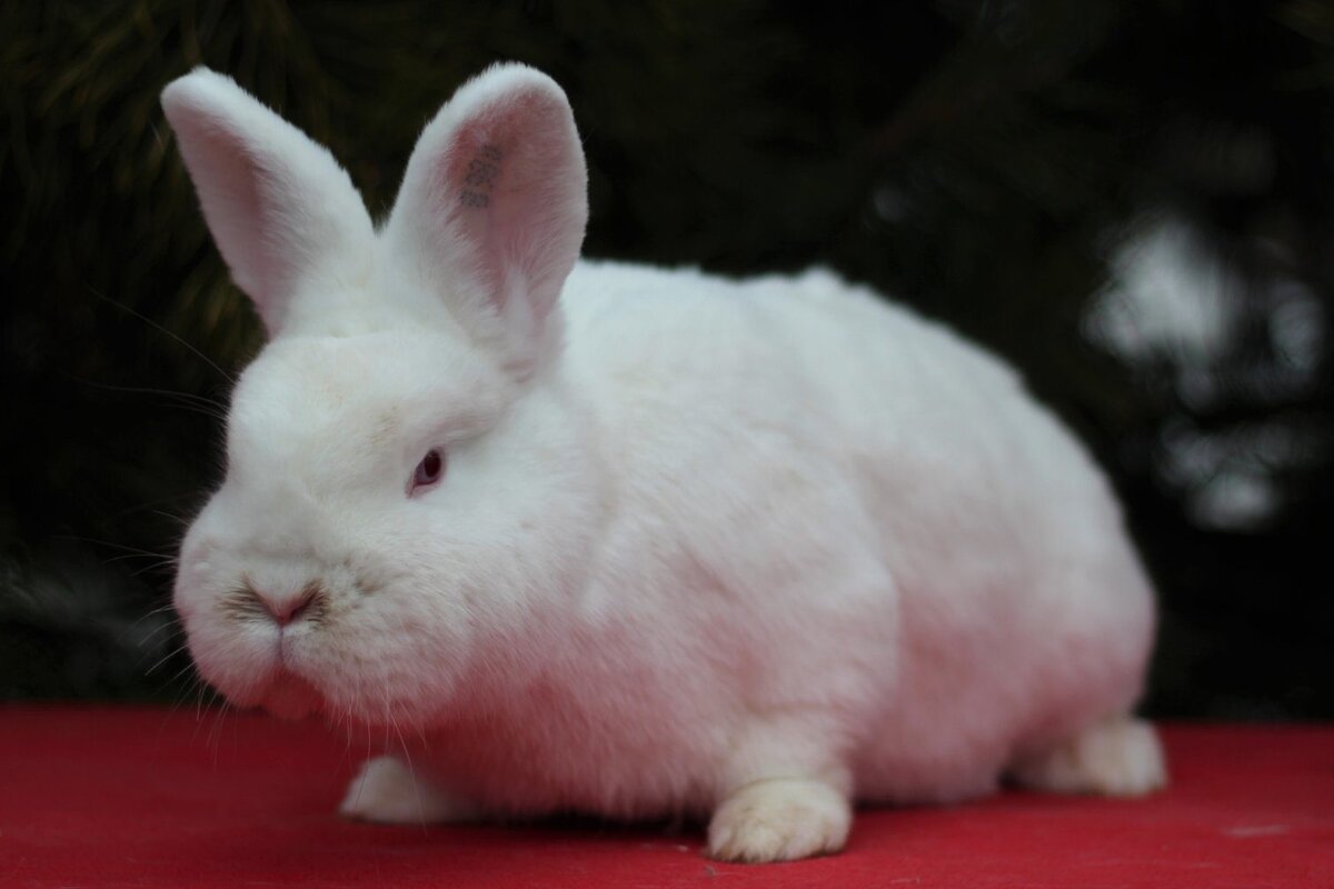 клеймо 8980 (рождена в августе 2019)