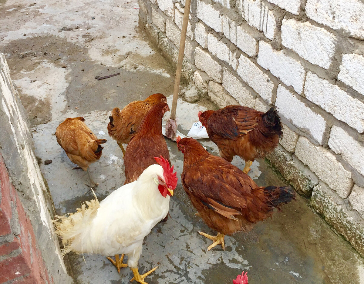 Обычные курочки, кто забыл - напоминаю, как они выглядят