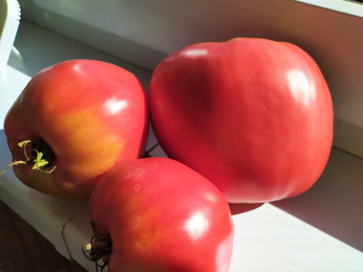 Мои помидорки