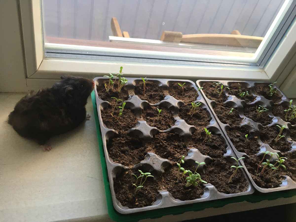 Долгожданные росточки 🌱🌱🌱