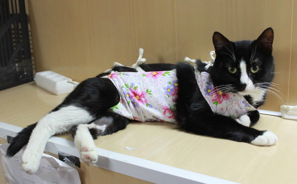 Когда хозяин кошки принимает решение о стерилизации питомицы, он должен понимать, что некоторое время животному после операции понадобится помощь человека.-2