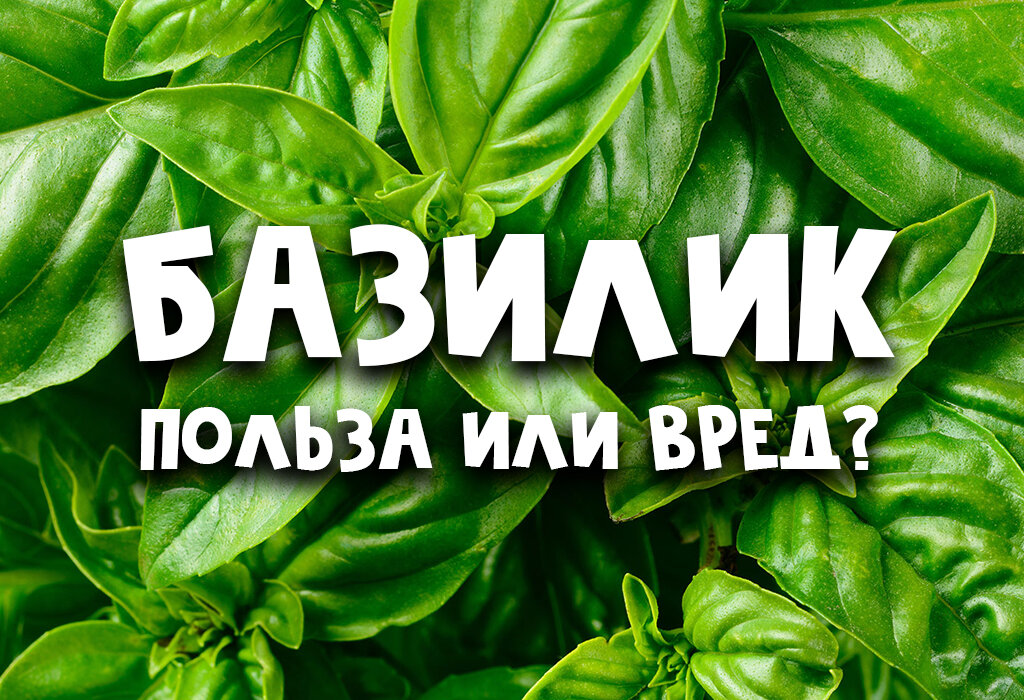 Базилик польза и вред для организма. Базилик польза. Базилик польза и вред. Базилик польза для организма.