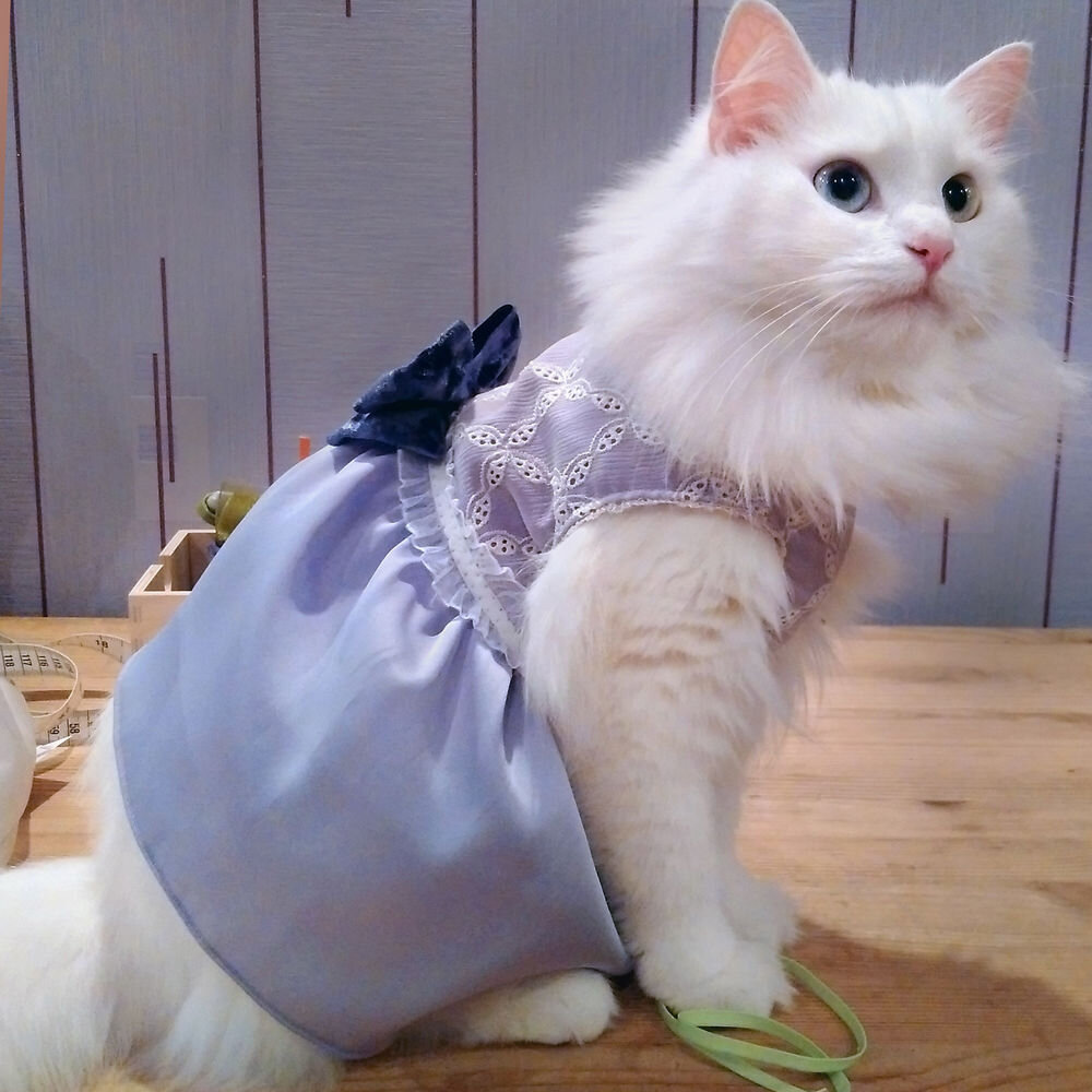 Кошечка в платье. Кошка в платье. Красивое платье для кошкипип. Наряды для кошек. Кошка в красивом платье.