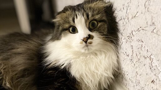 КУЗЯКА | В поисках Кузяки | Дзен