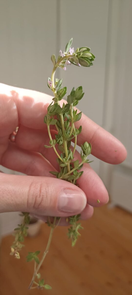 Тимьян лимонный