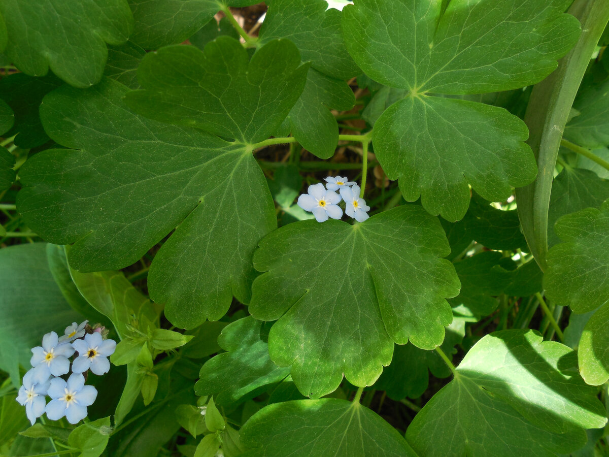 Незабудки в листьях аквилегии. Наши местные "сорняки" среди травищи