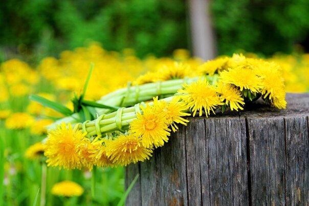 цветок одуванчика