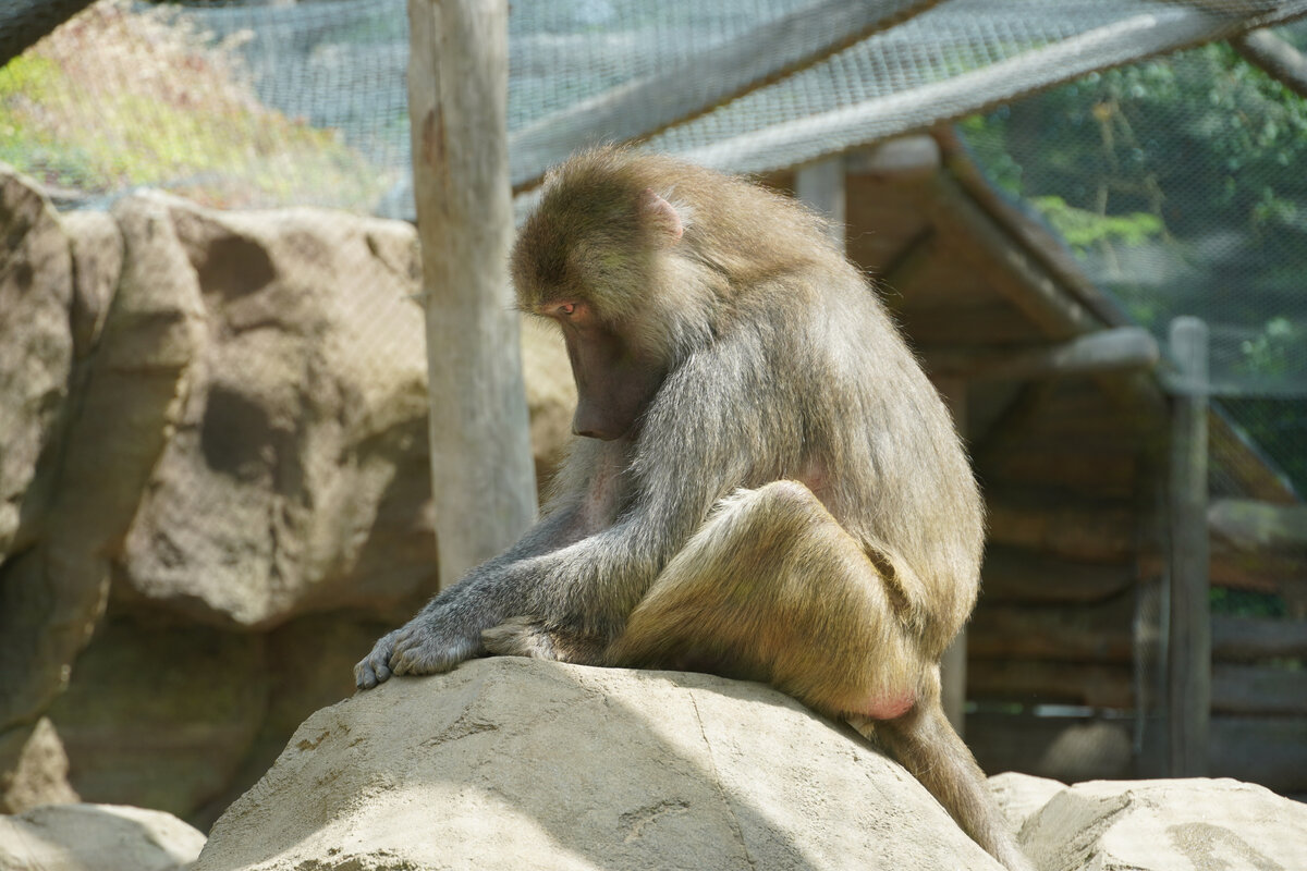 Зоопарки в Германии. Deutsche Zoos | Sveta Rudek | немецкий язык | Дзен