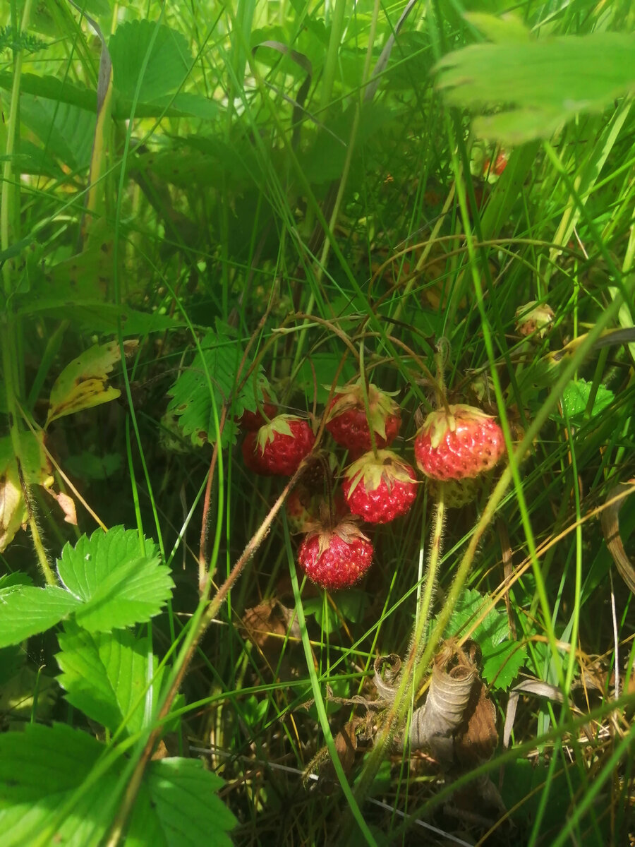 Кадры из нашего лета)))  фото автора. 