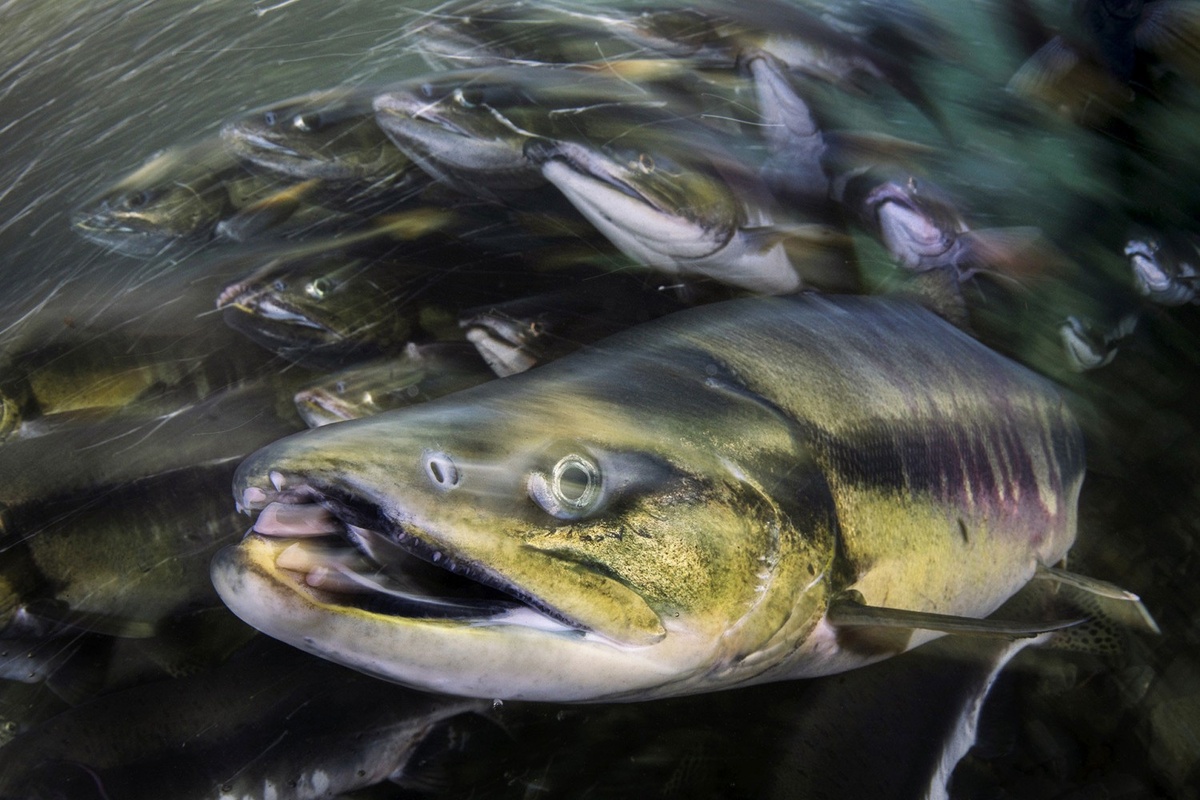 © Magnus Lundgren «Час пик».
2-е место в категории «Креативная фотография природы» | NiF’2021