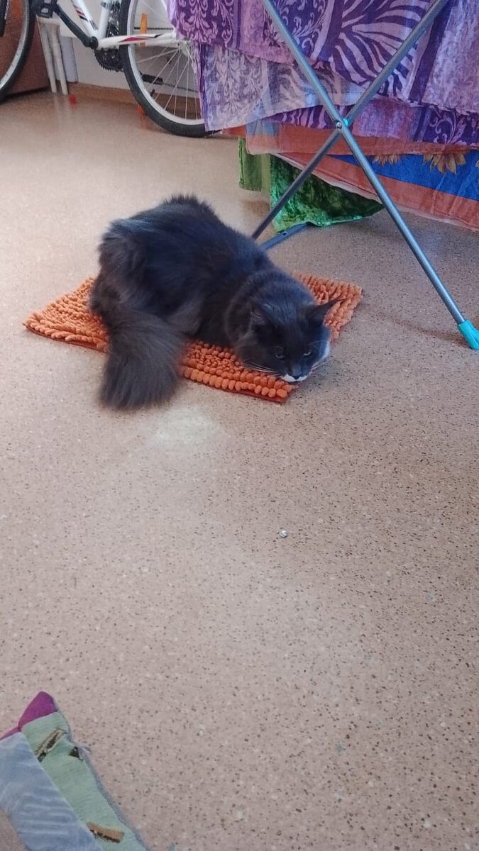 Смоки охраняет коврик