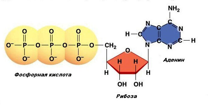 Молекула АТФ