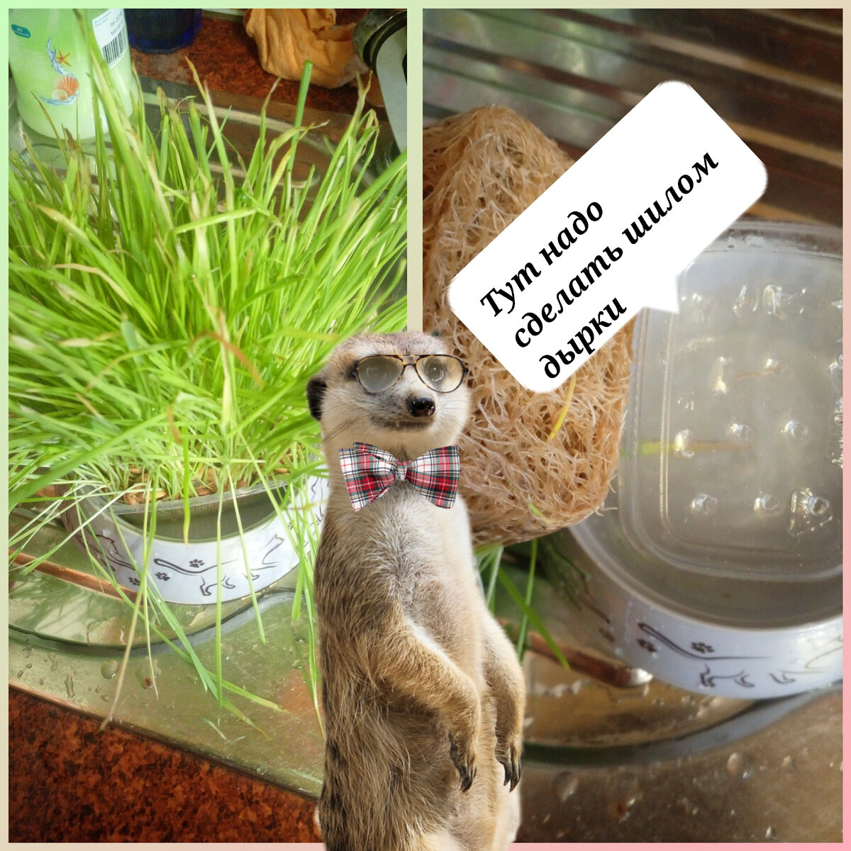 Вот так можно высадить траву.#лайфхак #кошка #овесдлякошки #кошачийуголок #кошкиндом #травадлякошки #лайфхакдляпитомца #сурикат 