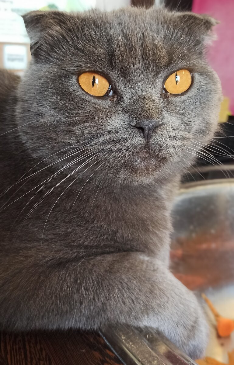 Кот помошник. 