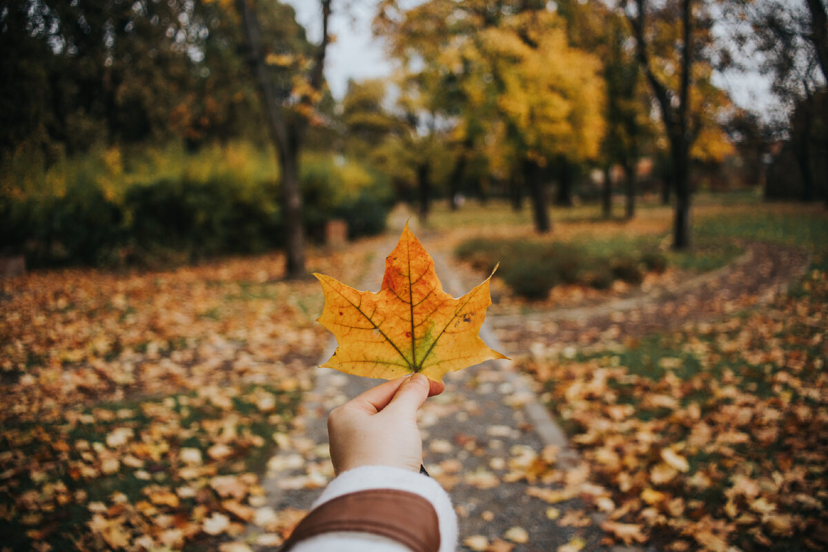 Картинка с бесплатного фотостока https://unsplash.com, автор Roxana Zerni