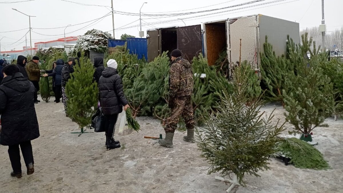    17 тысяч новогодних елок саратовцам продадут по средней цене в 280 рублейНовости Саратова и области – Сетевое издание «Репортер64»
