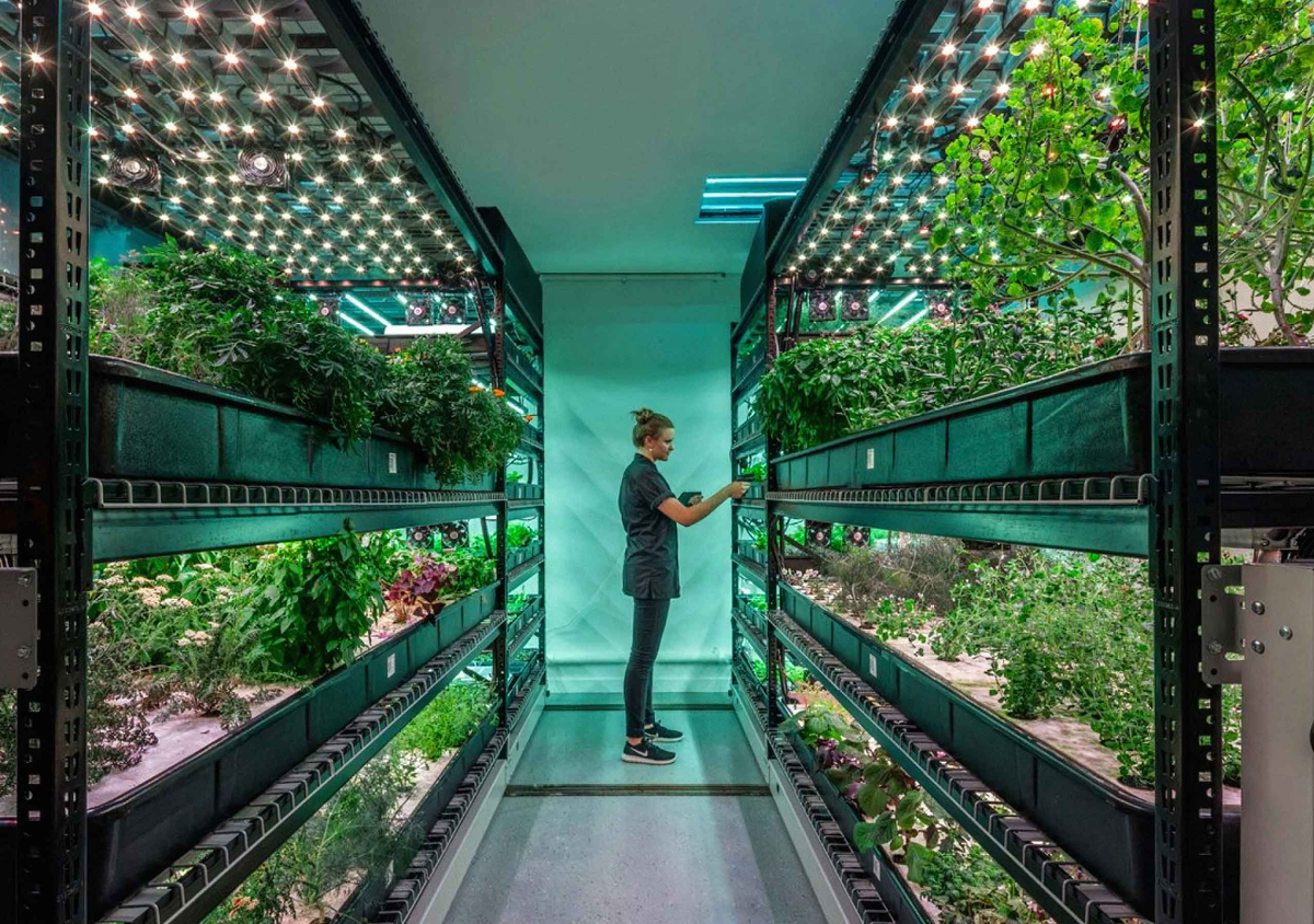 Сити-фермер — одна из востребованных экоспециальностей будущего Фото: Farm.One