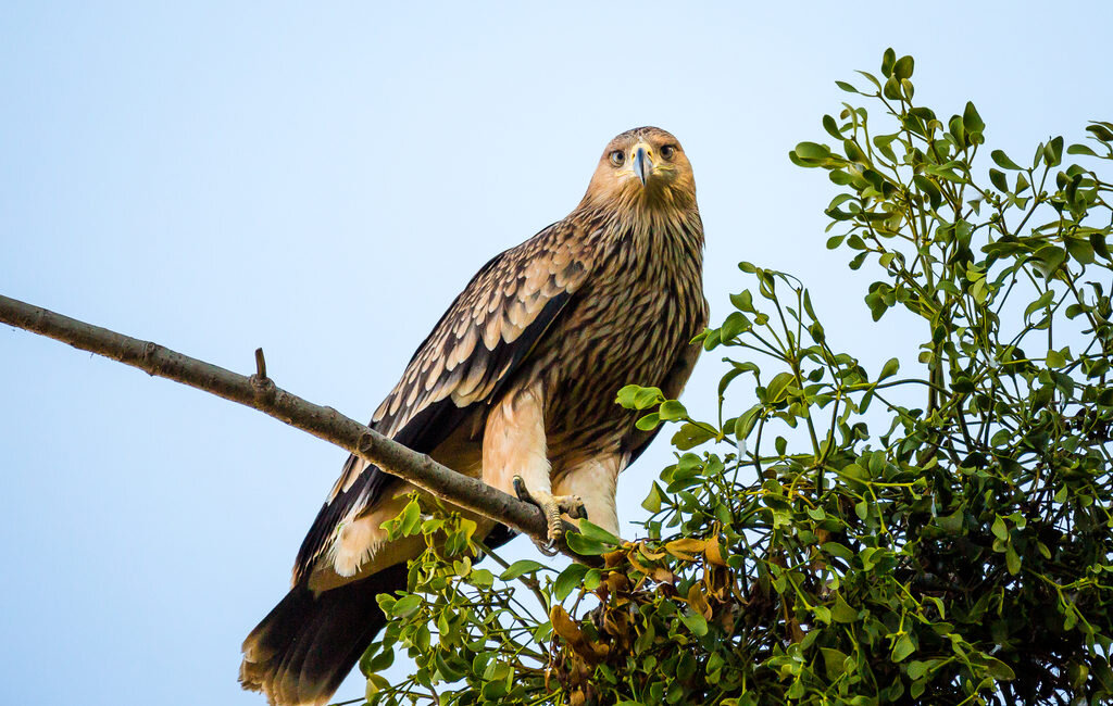 Эти неприступные птицы держатся дружными семьями, редко показываясь человеческому глазу. Это один из множества орлов, которые строят огромные гнезда на верхушках высоких деревьев.