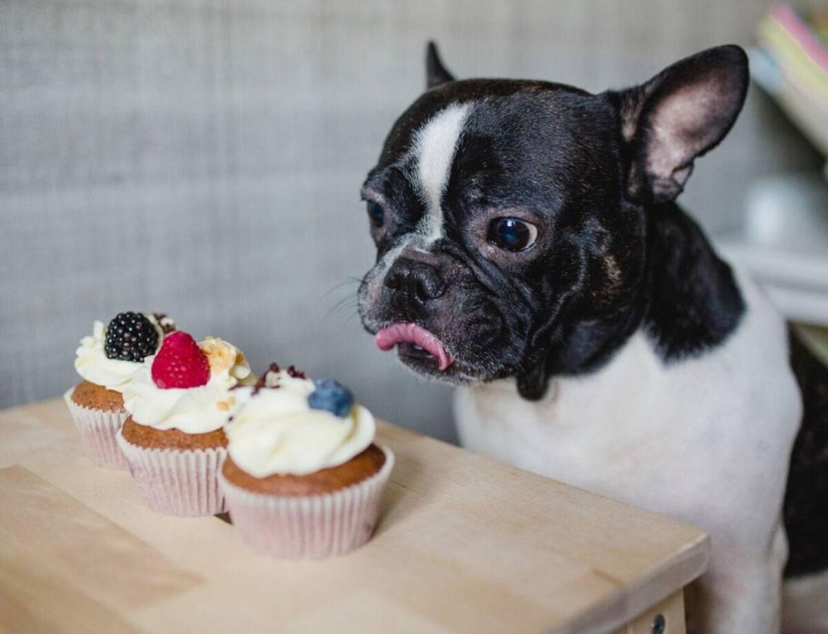 Французский бульдог и мороженое. Французский бульдог облизывает. Bulldog Cupcake.