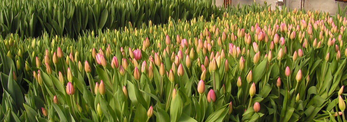 Выгонка тюльпанов к 8 марта