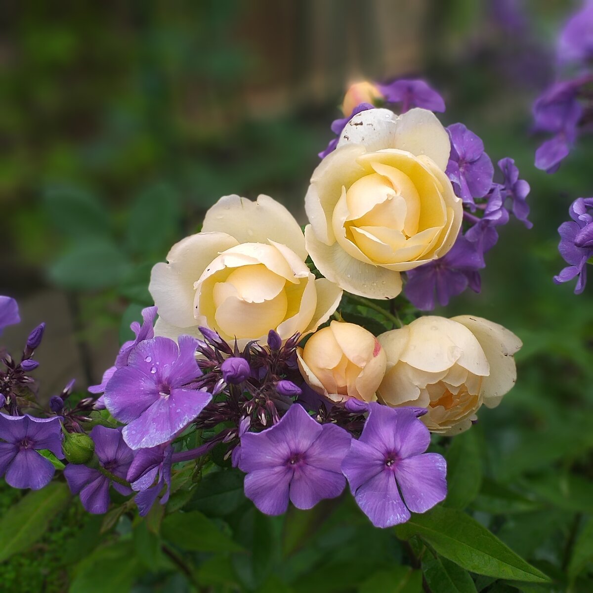 Флокс и шраб Воллертон Олд Холл, фото автора