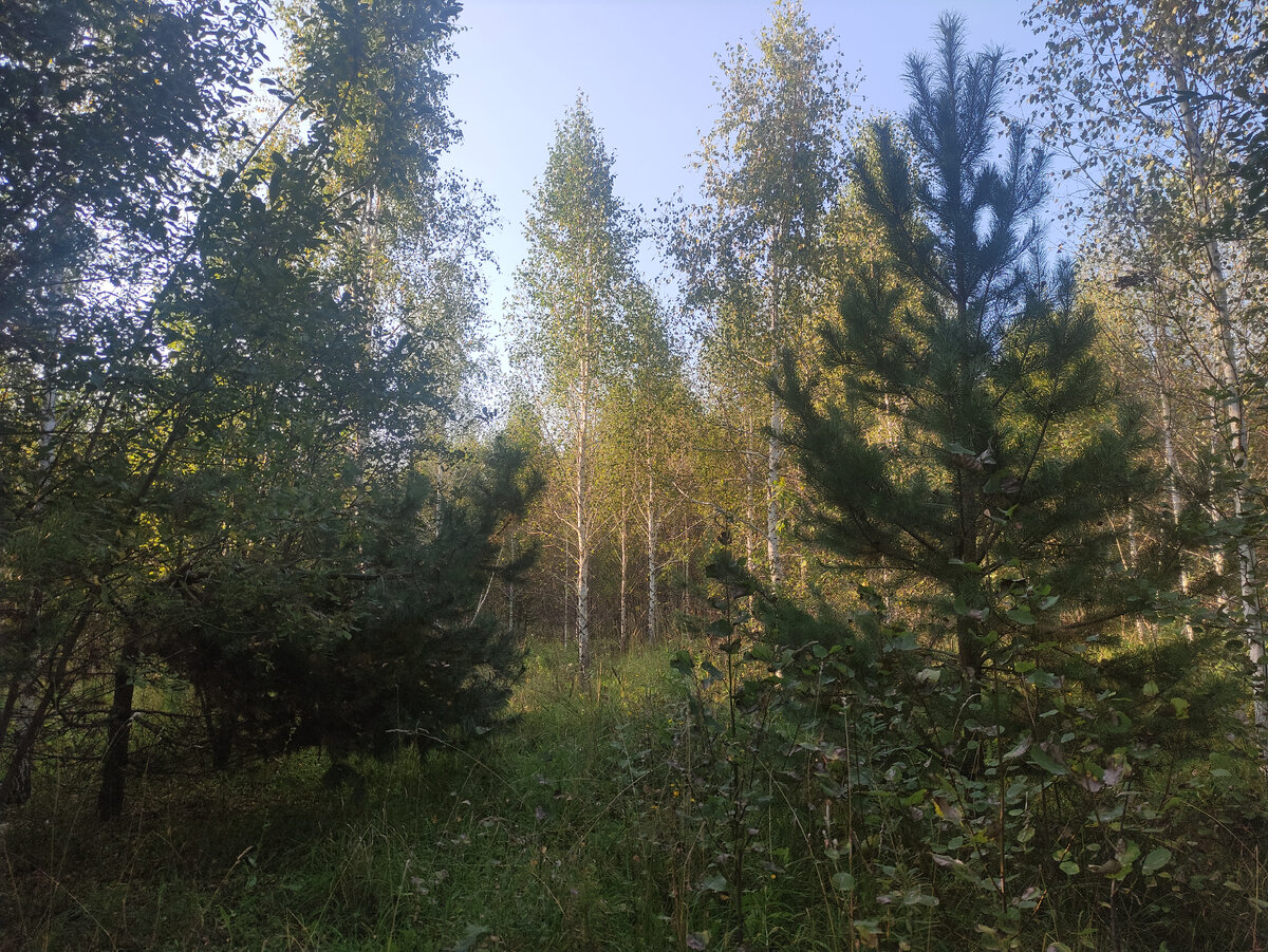 Сосны зелёные