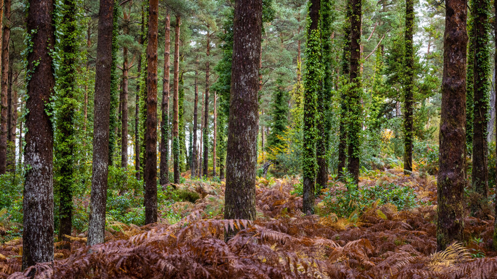 Пришла пора погрузиться в осеннюю фотографию!