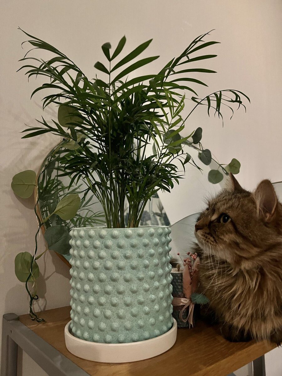 Кошка Никошка и хамедошка😄