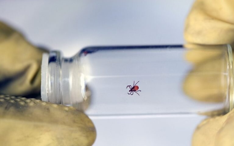    В Оренбуржье 2018 человек пострадали от укусов клещей Марина Шарт