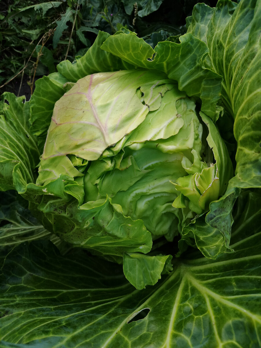 Фото автора. Лопнувшая капуста, и это уже третий такой кочан. 