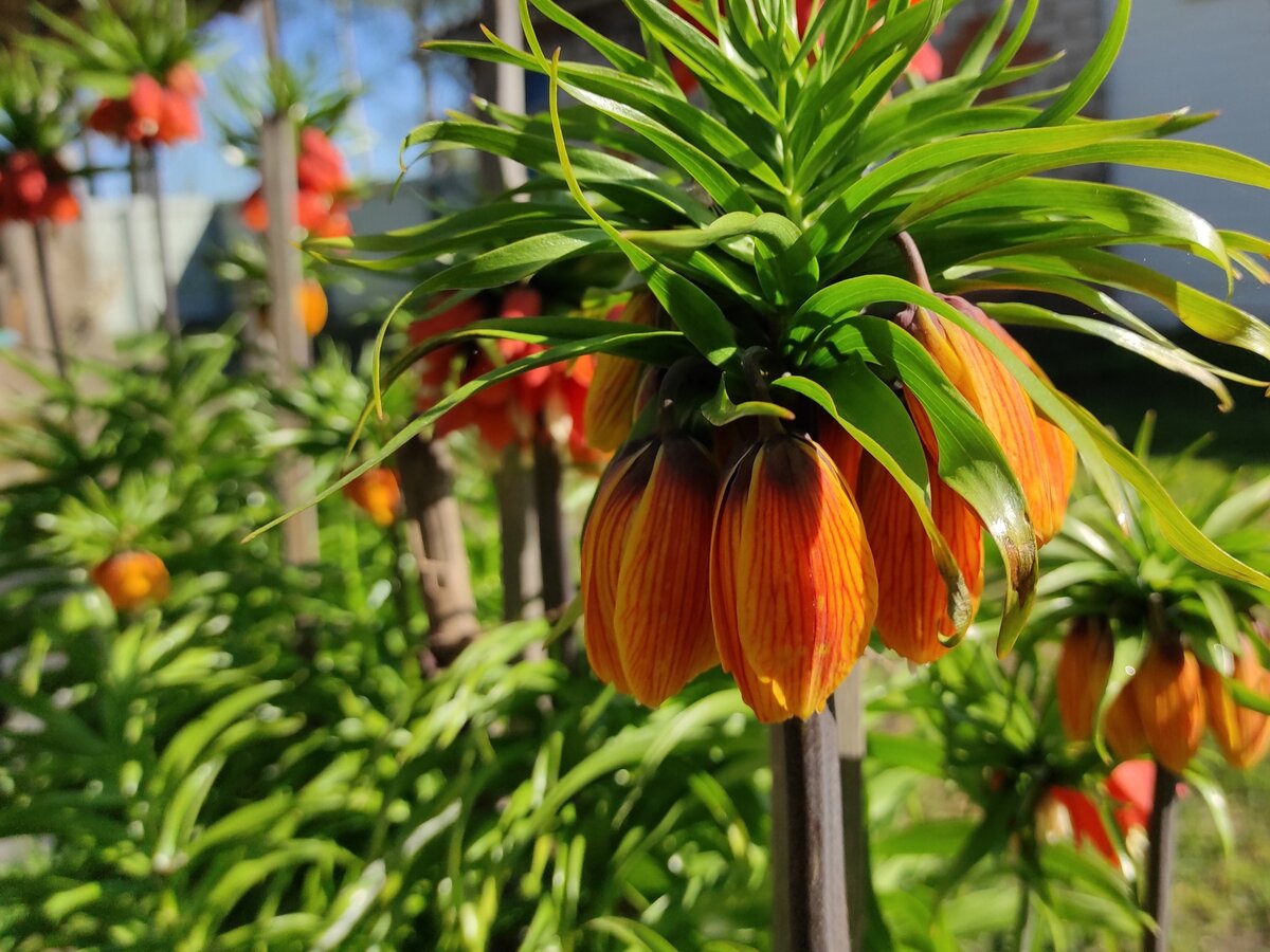 Рябчик императорский. Фото: pikabu.ru