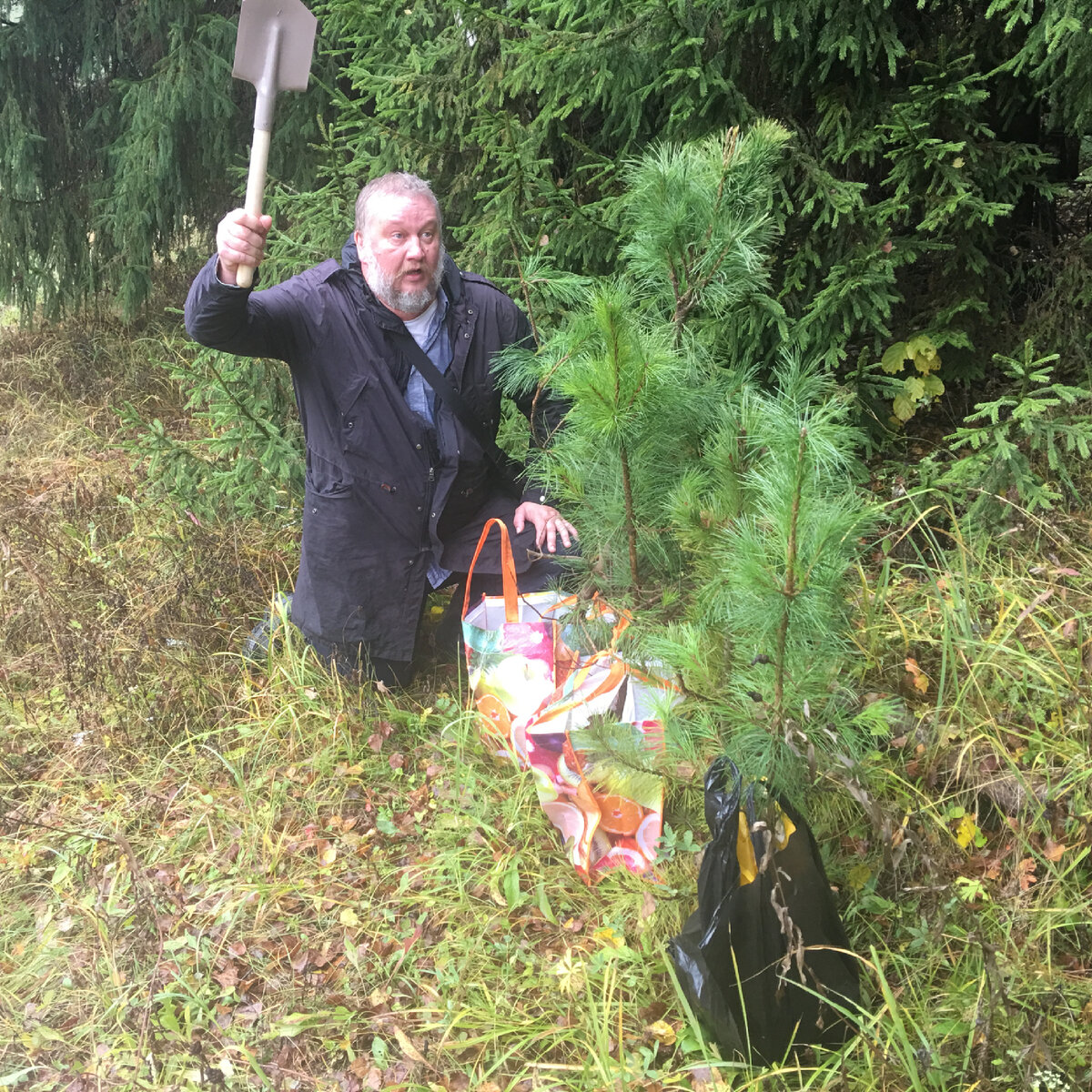 Ближний север Подмосковья, май 2017, сажаем кедры в биотопы