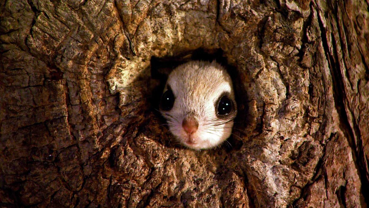 Обыкновенная летяга – сибирская летающая белка. Фото и описание летяги |  BIRDSHOW | Дзен