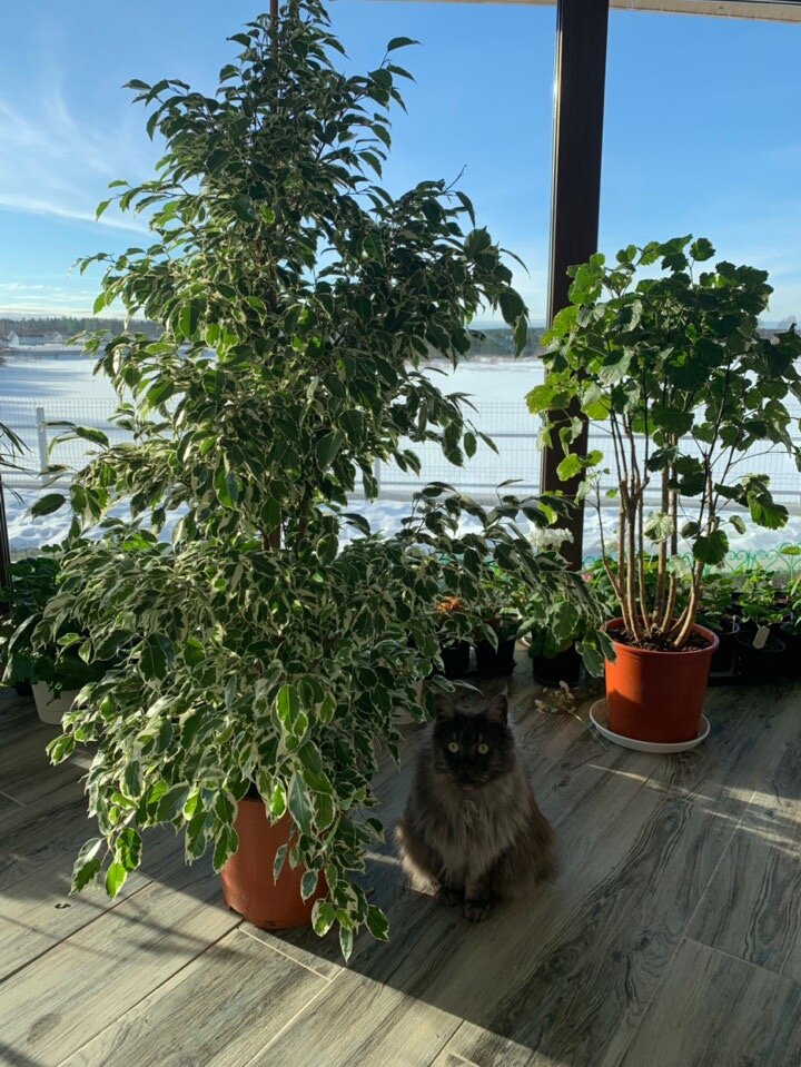 Фото из личного архива. Давина Котоамацуками