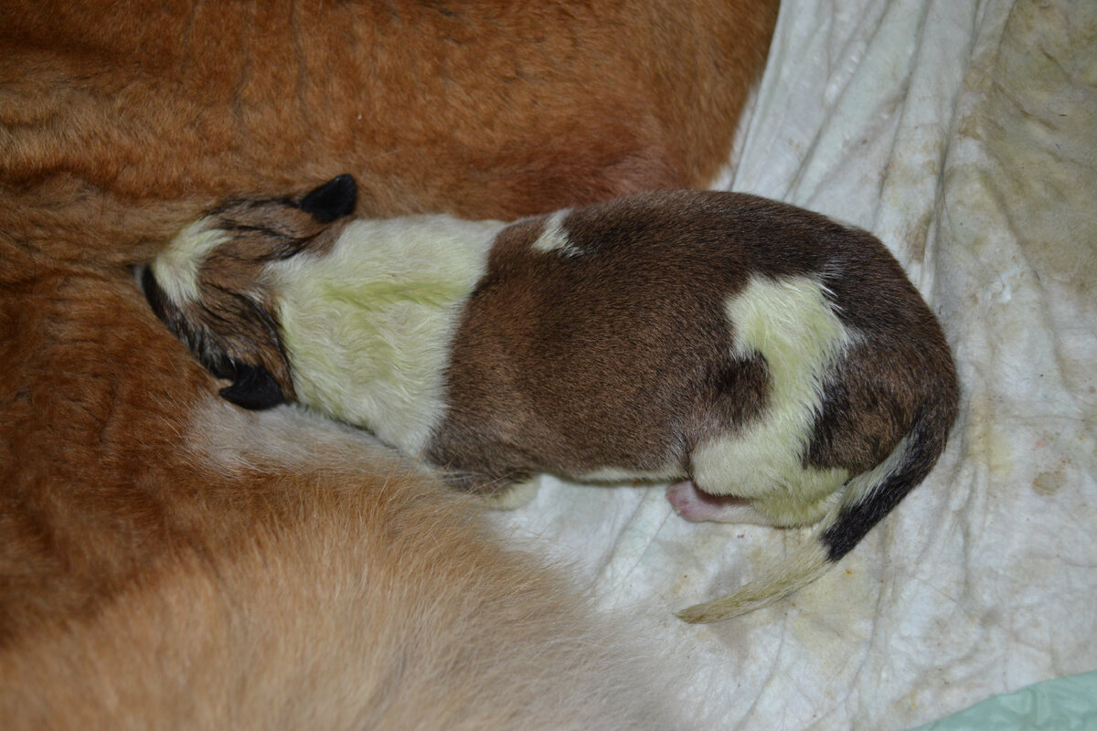 новорожденная Матрешка (фото автора)