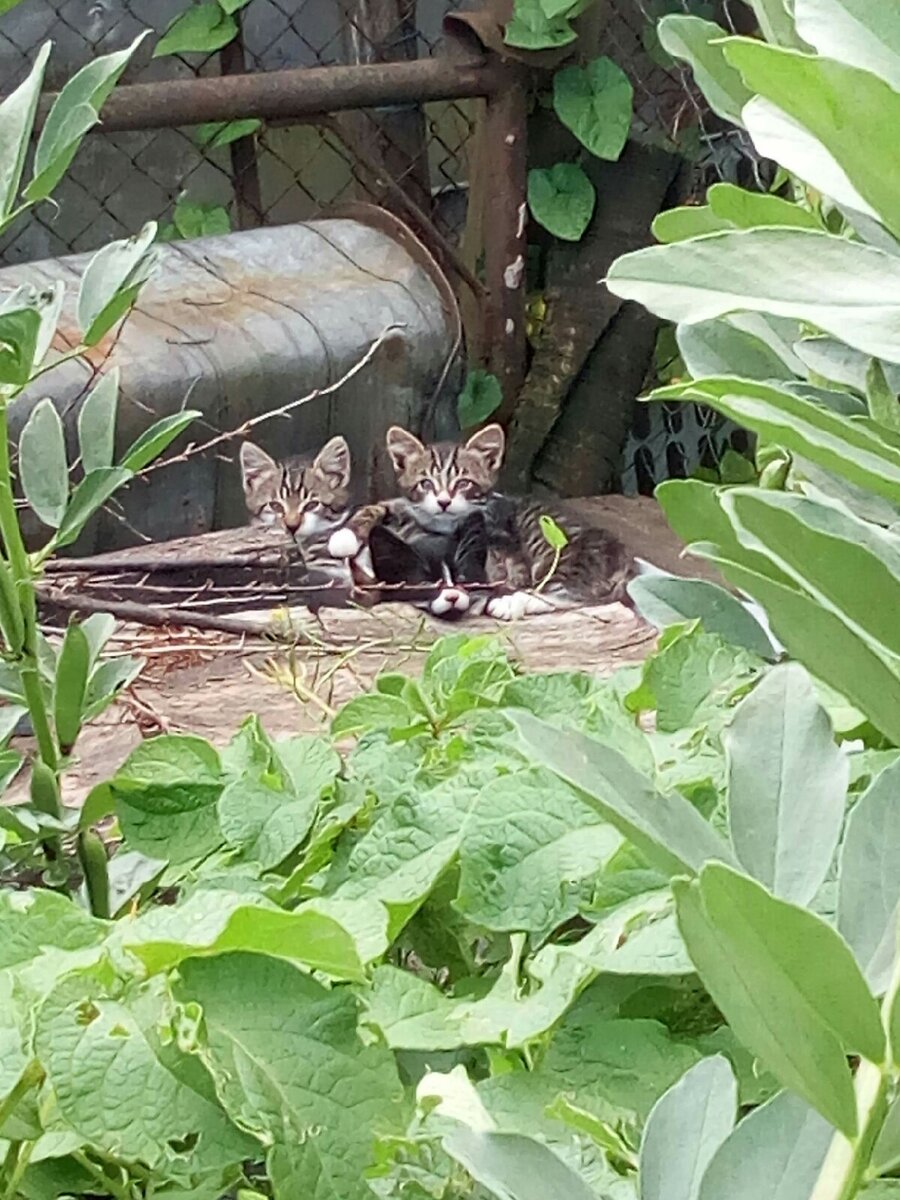 Правый точно Носик