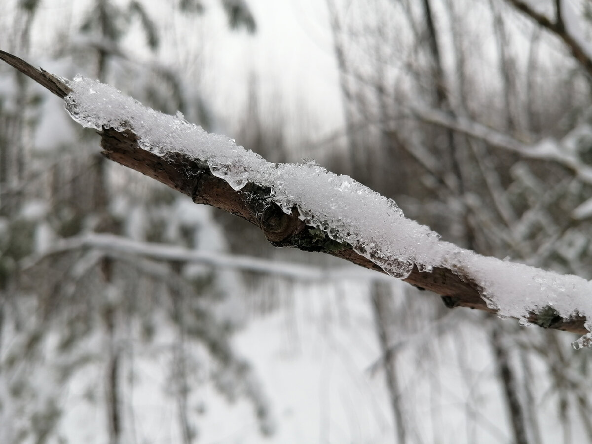без шуток, это фото - моя маленькая гордость, я обожаю снимать в макро режиме, но такого результата я никак не ожидал 