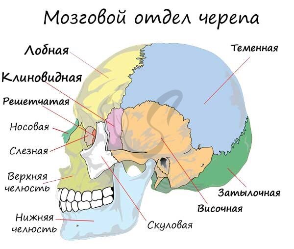 7.2. Строение организма