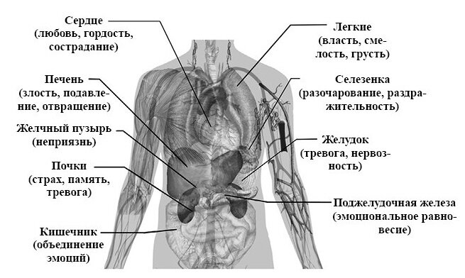 Связь органов тела человека и эмоций