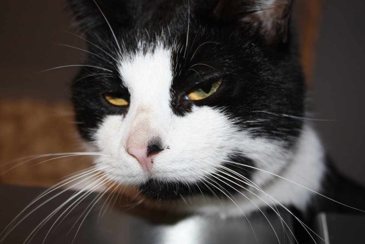 Лейкоз, оно же лейкемия - вирусное заболевание. Иными словами рак крови. Очень частый недуг, особенно среди уличных пушистых кото-прохиндеев. Эта болезнь совершенно
недавно съела одного из моих подопечных: «котлера» Масю, коего ещё маленьким котёнком нашли на помойке. Ему удалось протянуть три года.