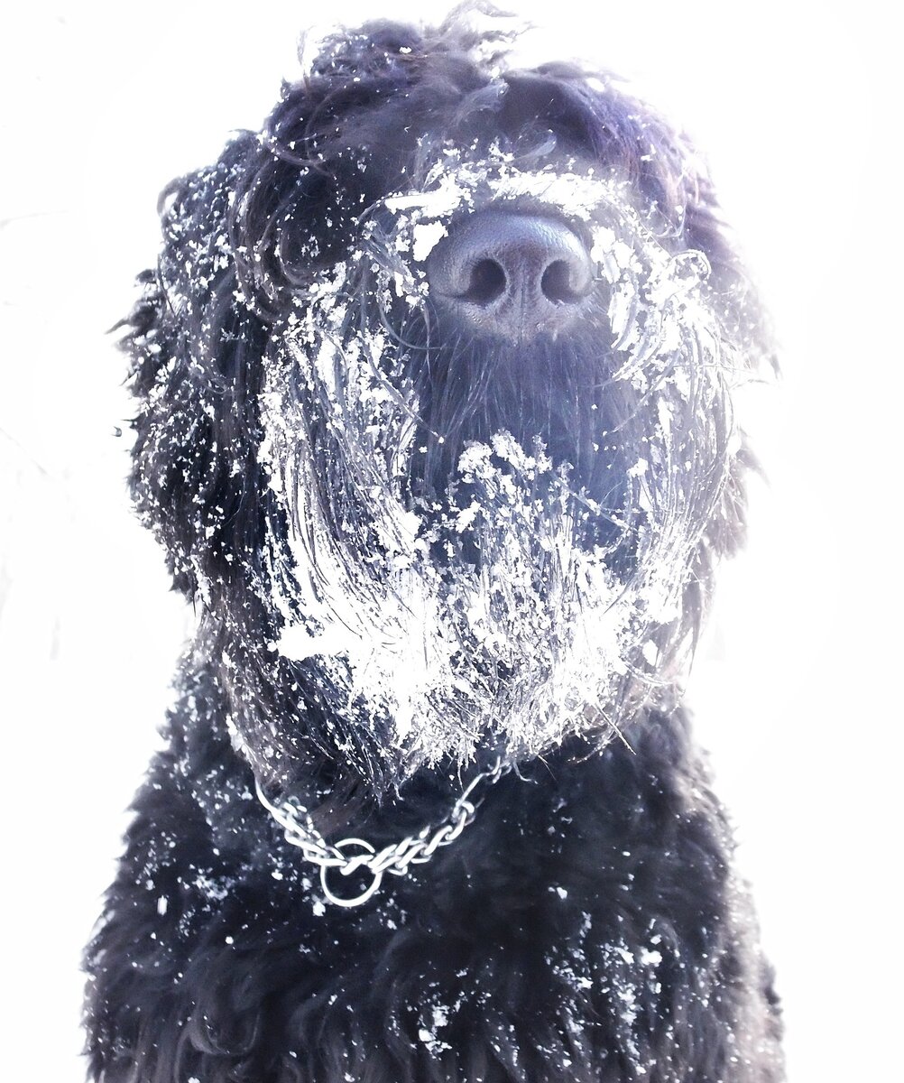 pixabay.com