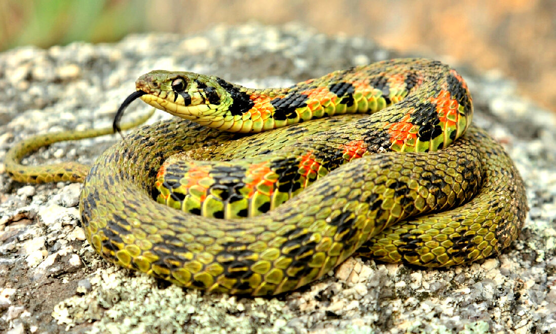 Тигровый уж