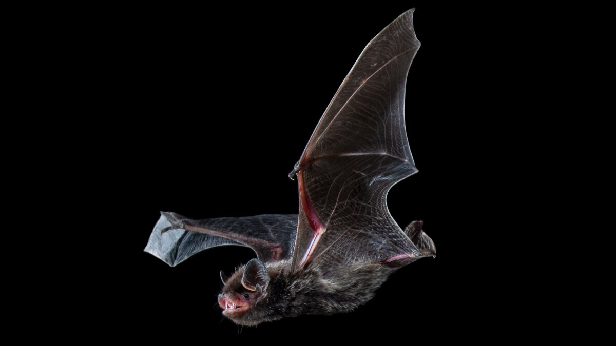 Летучая мышь