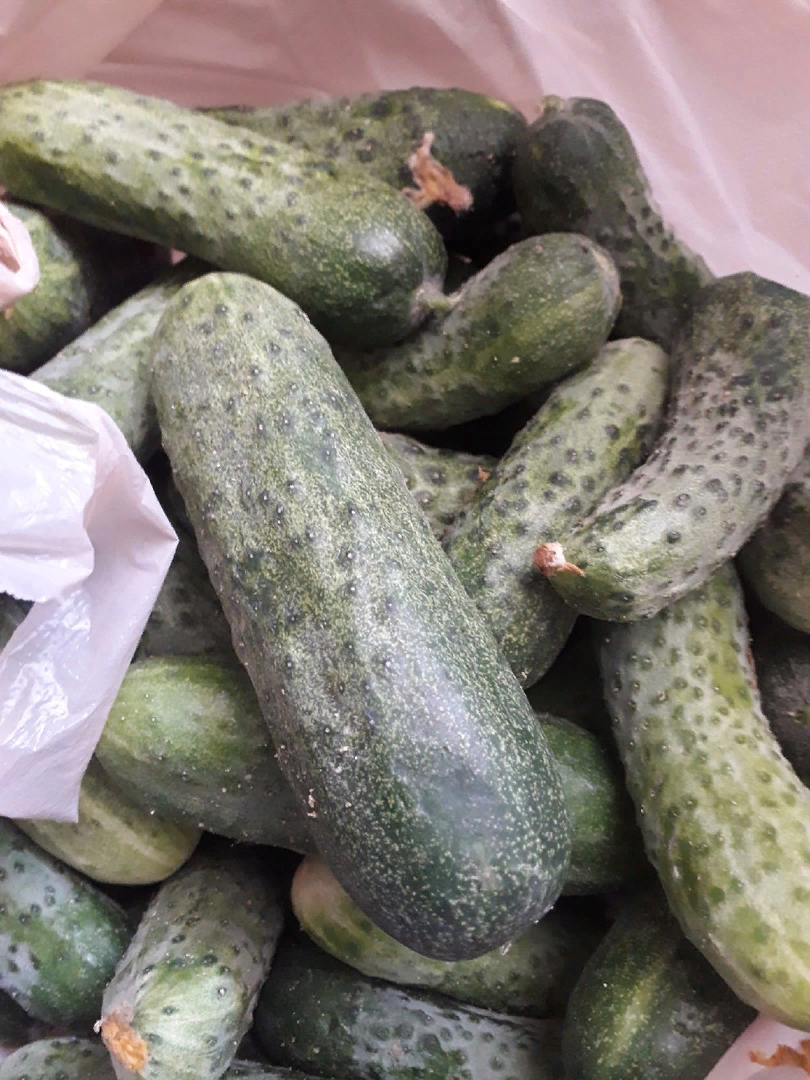 Утром нарвала огурцов