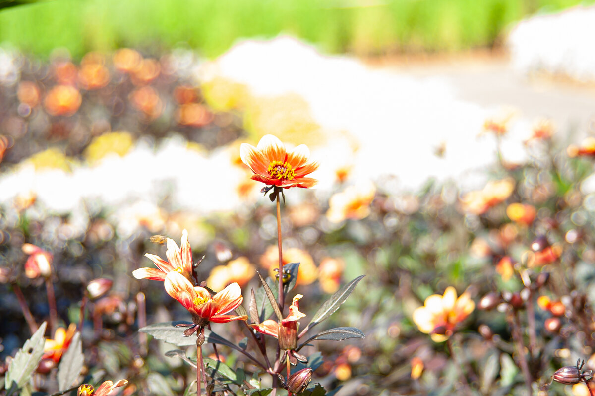 ISO 100, 1/125S, 100mm, F/4.5 Minolta AF ZOOM 28-135 1:4(22)-4.5