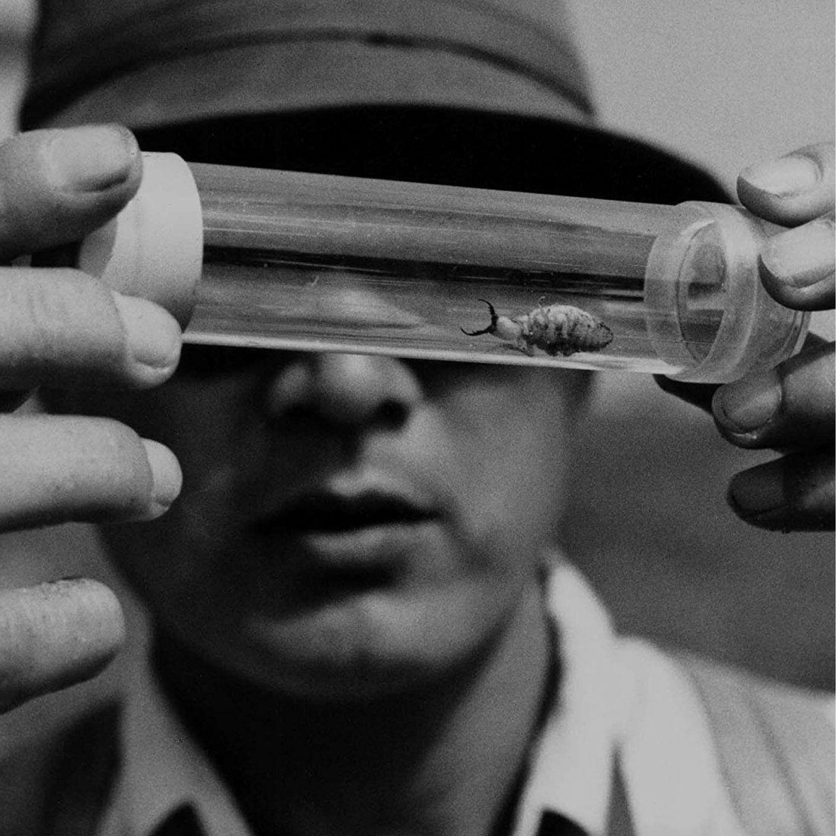 Кадр из фильма Хироси Тэсигахара «Женщина в песках», 1964 год. Источник: imdb.com