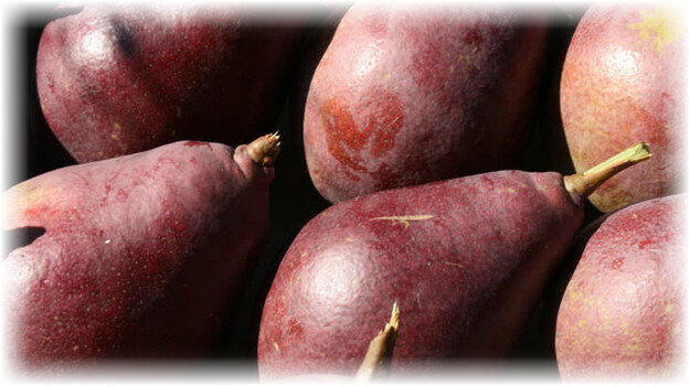 Сорт груши выведен в США, является клоном популярной «Любимицы Клаппа» и его дочерней «ветвью». Второе название – «Красная фаворитка». В результате работы селекционеров появился вариант более привлекательный внешне, но слегка уступающий «родителям» по вкусовым качествам плодов.