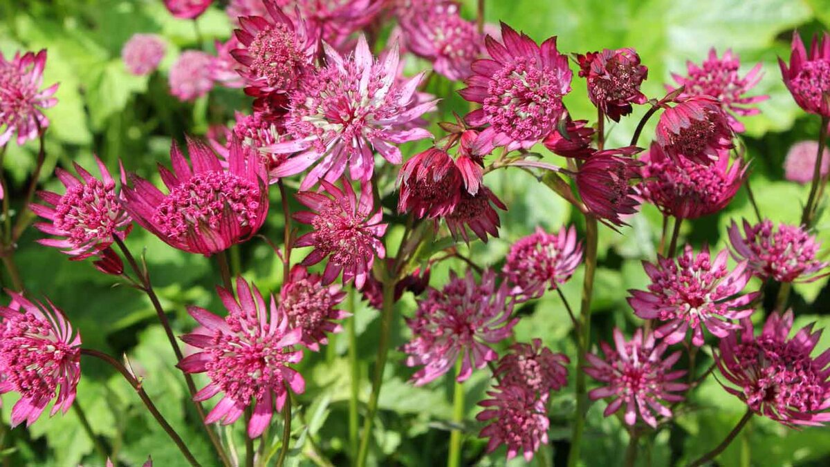 Astrantia maxima