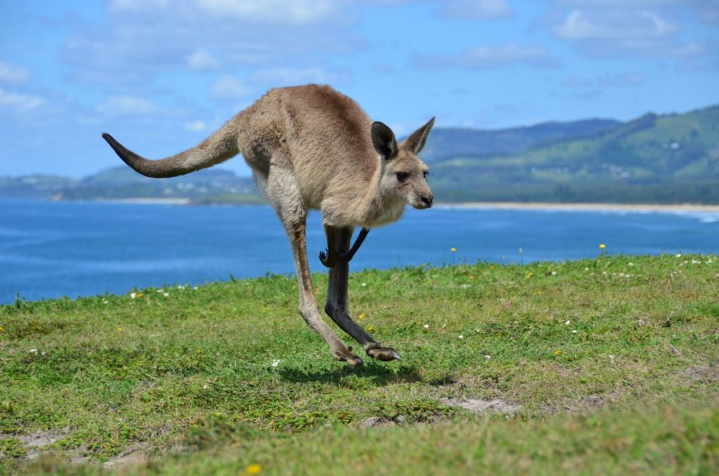 кенгуру